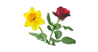 Dafodil and Rose
